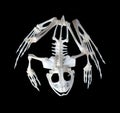 Skeleton of a frog. Royalty Free Stock Photo
