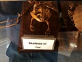 skeleton of frog at museum showcase