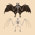 Skeleton fruit bat vector illustration Royalty Free Stock Photo