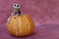 SKELETON FUNNY RISEN UP A PUMPKIN