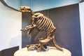 Ground Sloth Skeleton Royalty Free Stock Photo