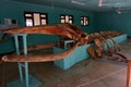 Skeleton of a giant whale displayed in the museum at the Gedi ruins in Watamu