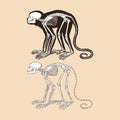 Skeleton golden headed lion tamarin vector illustration