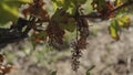 Skeleton of grapes left on the vine after harvesting