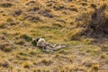 Skeleton of a guanaco with skin and bones in the grasslands of Patagonia