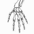 Skeleton hand vector. Sketch with hand bones isolated on white background.