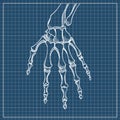 Skeleton hand vector. Sketch with hand bones on white background. Royalty Free Stock Photo