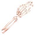 Skeleton of the hand. Watercolor illustration. Isolated on a white background.
