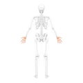 Skeleton Hands Human back view with two arm poses with partly transparent bones position. Carpals, wrist, metacarpals