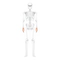 Skeleton Hands Human front Anterior ventral view with partly transparent bones position. Set of carpals, phalanges. 3D