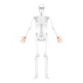 Skeleton Hands Human front view with two arm poses with partly transparent bones position. Carpals, wrist, metacarpals