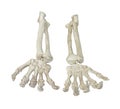 Skeleton Hands Palms Up Towards You