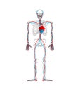 Skeleton heart flower. lover anatomy. Love Circulatory system