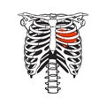 Skeleton Heart Thorax
