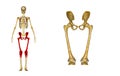 Skeleton: Hip and Femur bones Royalty Free Stock Photo