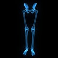 Skeleton: Hip, Femur, Tibia, Fibula, Ankle and Foot bones Royalty Free Stock Photo