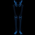 Skeleton: Hip, Femur, Tibia, Fibula, Ankle Royalty Free Stock Photo