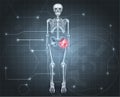 Skeleton with Hip joint pain Royalty Free Stock Photo