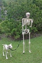 Skeleton and his skeleton dog Royalty Free Stock Photo