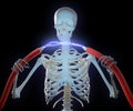 Skeleton holding high voltage cables