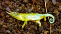 Chameleon horned lizard Royalty Free Stock Photo