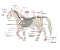 Skeleton of a horse with the different bones