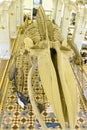 Skeleton of huge whale