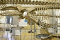 Skeleton of huge whale