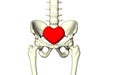 Skeleton. Human bones. Pelvic bones. Spine. Heart. On white background. The medicine. Anatomy. Survey Diagnosis. 3d rendering.