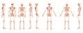 Skeleton Human front back side view with two arm poses ventral, lateral, and dorsal views. Set of realistic flat natural