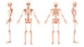 Skeleton Human front back two sides view with arms open pose ventral, lateral, and dorsal views. Set of realistic