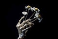 The skeleton of a human hand holds flowers on a black background Royalty Free Stock Photo