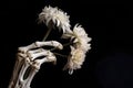 The skeleton of a human hand holds flowers on a black background Royalty Free Stock Photo