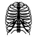 Skeleton Human Rib cage silhouette body bones - sternum, chest, thoracic vertebra, sternum, front Anterior view flat Royalty Free Stock Photo