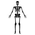 Skeleton Human silhouette body bones - hands, chests, heads, vertebra, pelvis, Thighs front Anterior ventral view flat Royalty Free Stock Photo