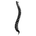 Skeleton Human Vertebral column silhouette spine body bones - sacrum, vertebrae, coccyx side lateral view flat black