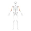 Skeleton Humerus arm Human front view with two arm poses with partly transparent bones position. Set of realistic 3D Royalty Free Stock Photo