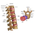 Skeleton. Intervertebral disc with the name Royalty Free Stock Photo