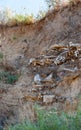 The skeleton of a large animal protrudes from the collapsed shore. Fossil animal bones, Ukraine