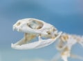 Skeleton of a large lizard Royalty Free Stock Photo