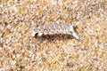 Skeleton is laying on the sand Royalty Free Stock Photo
