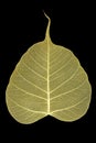 Skeleton leaf