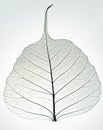Skeleton leaf Royalty Free Stock Photo