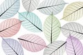 Skeleton leaf abstract background Royalty Free Stock Photo