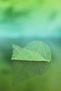 skeleton leaf. green leaf with reflection on a blurred blue-green background. Beautiful wallpaper. Natural leaf texture