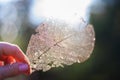 Skeleton leaf held by fingers with backlight.