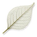 Skeleton leaf on a plain white background showcasing an intricate network Royalty Free Stock Photo