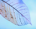 Skeleton leaf of a Rubber Plant Royalty Free Stock Photo