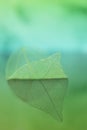 skeleton leaf. Skeletonized green leaf with reflection on a blue-green background. Beautiful wallpaper. Natural leaf Royalty Free Stock Photo