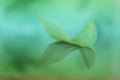 skeleton leaf. Skeletonized leaf with reflection on a blurred blue-green background. Beautiful wallpaper. Natural leaf